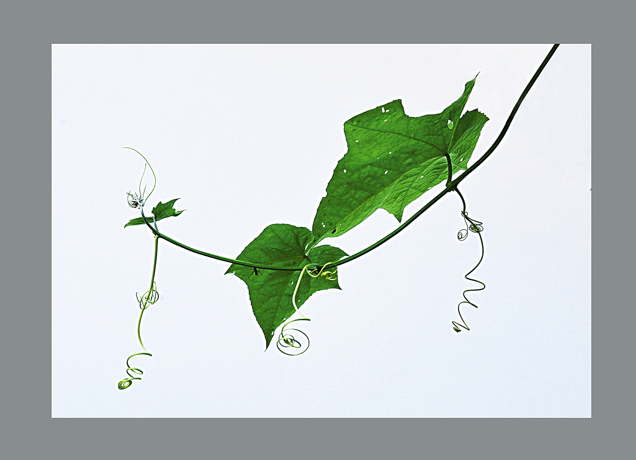 Chuyện "để đời" khi nhà văn "quá chén"